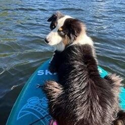 köpek taşıyan board