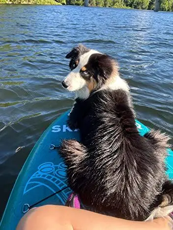 köpek taşıyan board